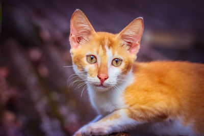 Close-up of cat