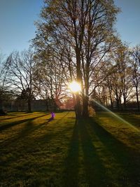 Trees on field against sky during sunset