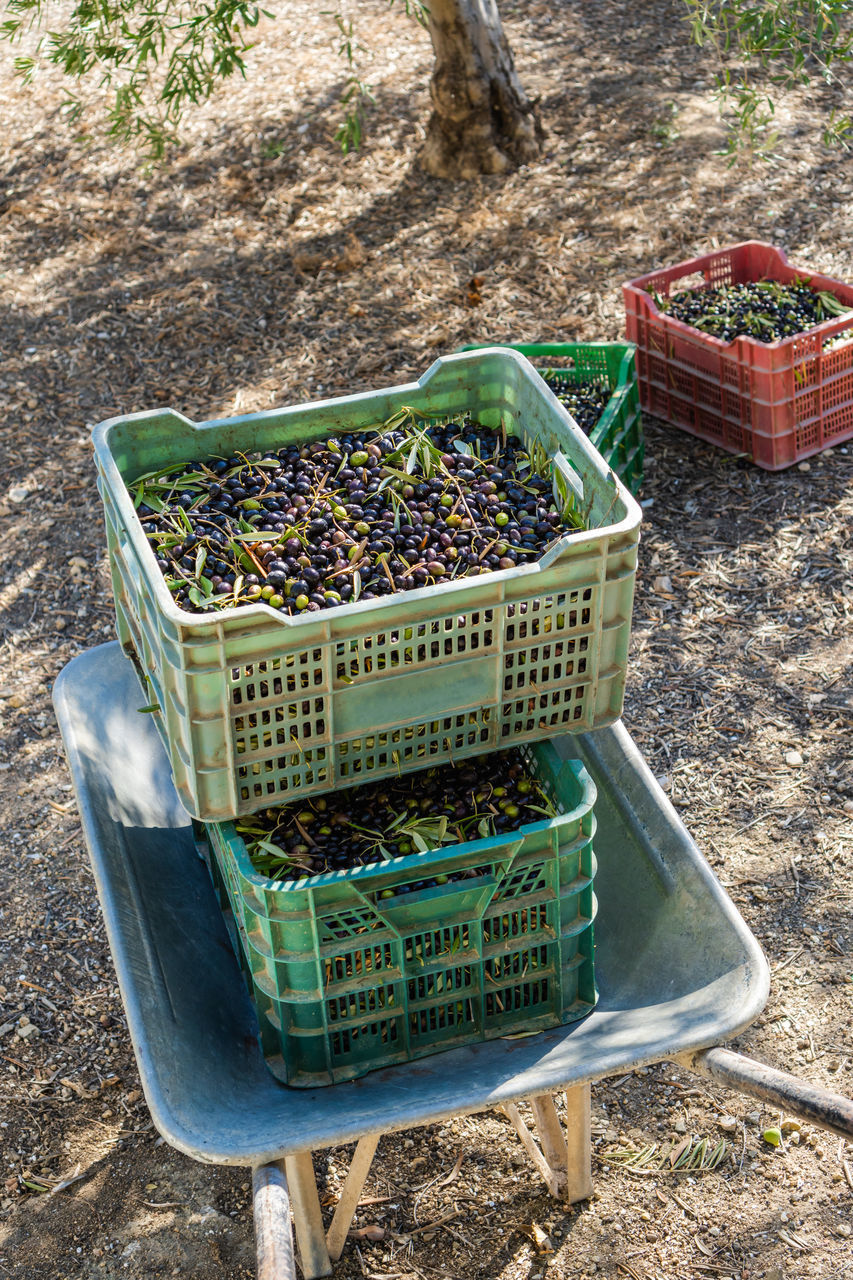 container, basket, food and drink, food, high angle view, nature, day, garden, plant, freshness, healthy eating, growth, no people, outdoors, crate, agriculture, wellbeing, fruit, sunlight, land, vegetable, field, soil, box, organic