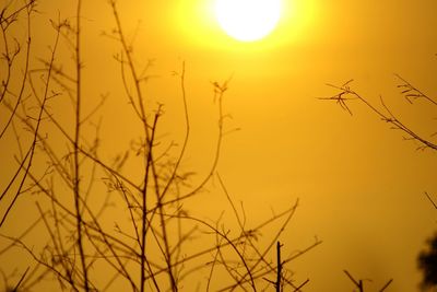 Sun shining through trees