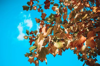 Low angle view of tree against blue sky