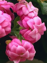 Close-up of pink flowers blooming outdoors