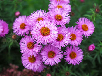 Close-up of pink flowering plants
