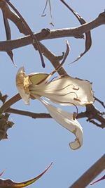 Low angle view of white flowering plant against sky