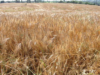 View of wheat field