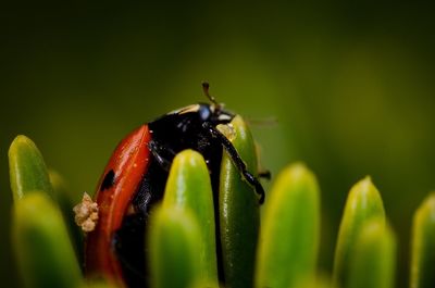 Close-up of insect on plant