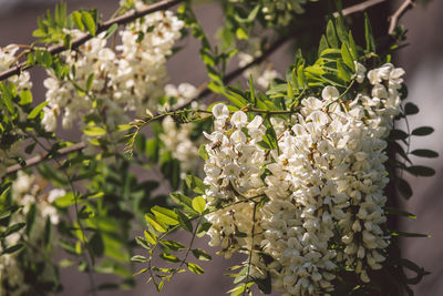 Close-up of white flowering plant