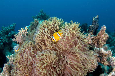 View of coral in sea