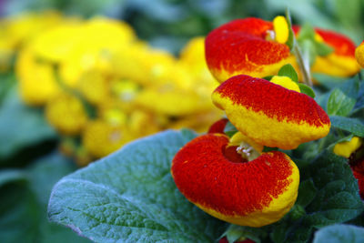 Close-up of fruits on plant
