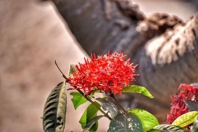 Close-up of red hibiscus flower