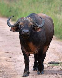 African buffalo, syncerus caffer, national parks of uganda