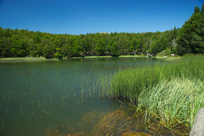 Scenic view of lake in forest against clear sky