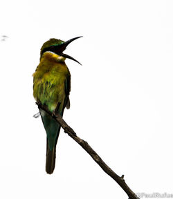 Low angle view of bird perching on branch against clear sky