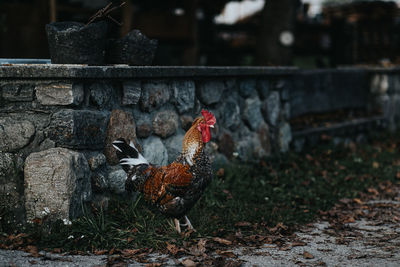 Rooster on the ground