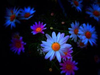 Close-up of purple daisy blooming outdoors