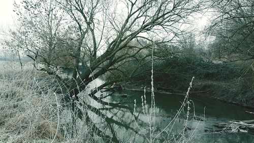 Bare tree by lake during winter