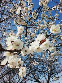 Low angle view of apple blossoms in spring