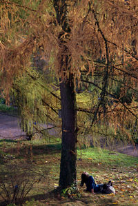 Dog on tree in forest