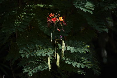 Close-up of red flowering plant