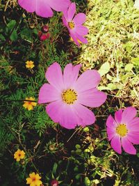 High angle view of flowers blooming on field