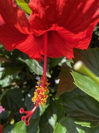 Close-up of red hibiscus flower