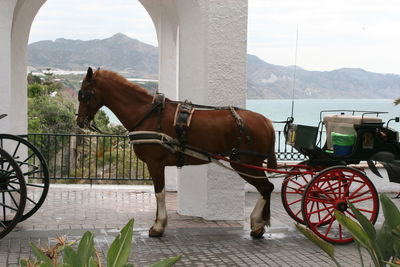 Horse standing on cart against sky