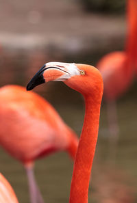 Close-up of bird