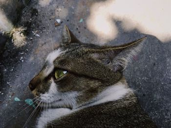 High angle view of a cat looking away