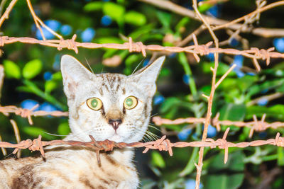 Close-up portrait of a cat