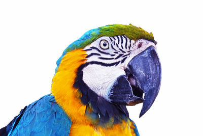 Close-up of a parrot