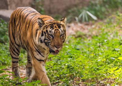 Close-up of tiger walking outdoors