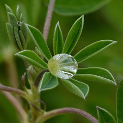 Close-up of dew drops on plant