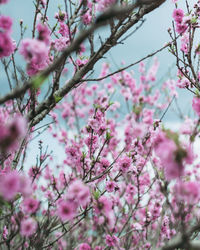 Close-up of pink cherry blossoms in spring