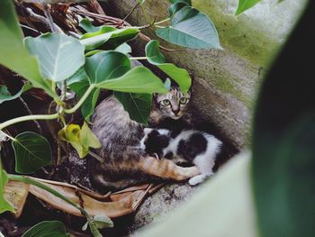 Cat relaxing in a plant