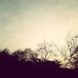 Low angle view of silhouette trees against sky