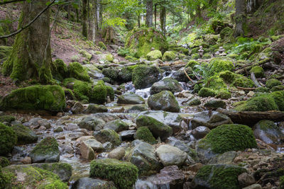 Green nature in the french vosges,  the 'cascade de charlemagne' close to  xonrupt-longemer