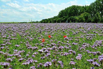 View of flowering plants on field against sky