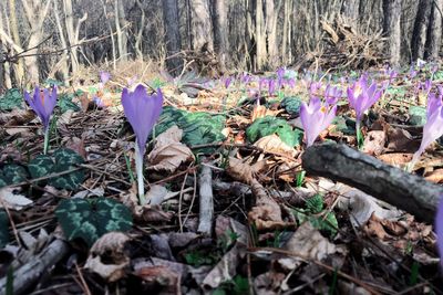 Close-up of plants in forest