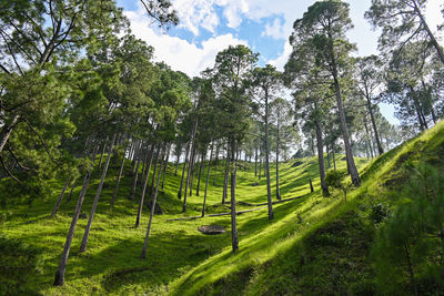 Trees on field against sky