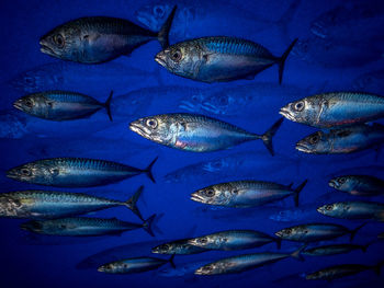 Full frame shot of fish swimming in tank