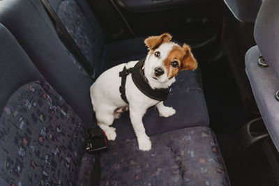 Portrait of dog sitting in car