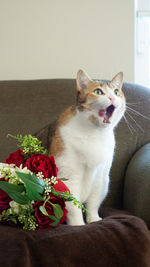 Cat sitting on sofa at home