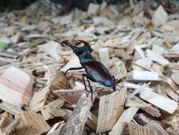 High angle view of moth on wood