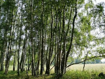 Trees in forest