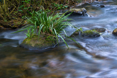 Stream flowing through rocks in forest