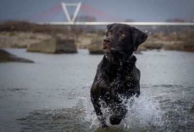 Dog standing in water