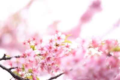 Low angle view of pink flowers on tree