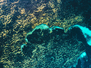 Close-up of jellyfish underwater