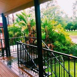 Plants growing on tree trunk