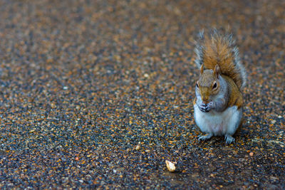 Squirrel on the road